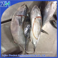 canned bonito fish with prices 2015